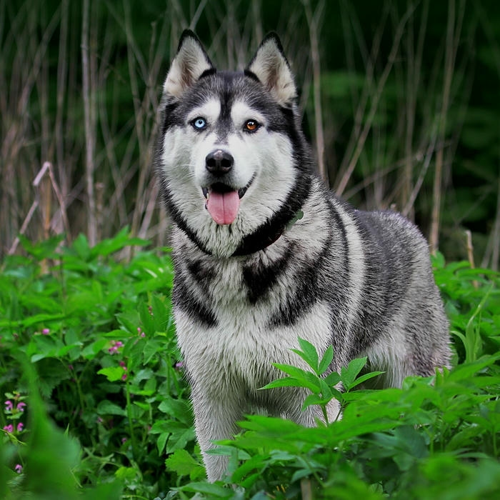 Ảnh avatar Tiktok đẹp chó Husky ngồi trên cỏ xanh mát