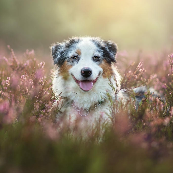 Ảnh avatar Tiktok đẹp chó ngồi trên bãi cỏ hoa