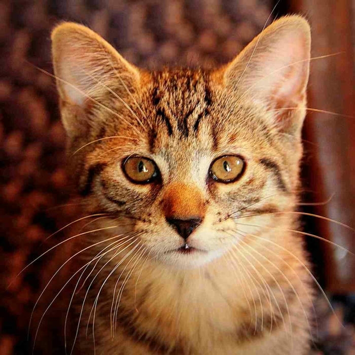 Hình avatar Tiktok đẹp ảnh mèo mướp cận mặt mắt to