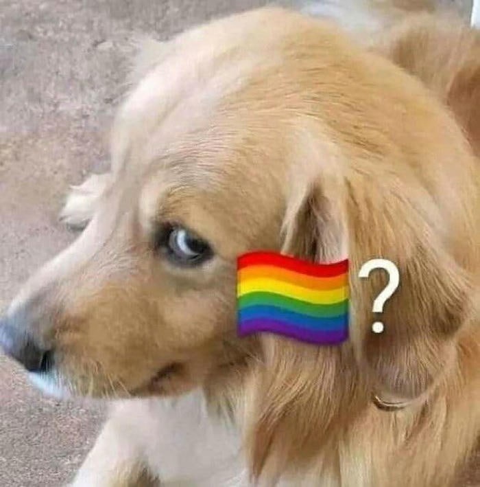 ảnh chế gay meme hỏi chấm