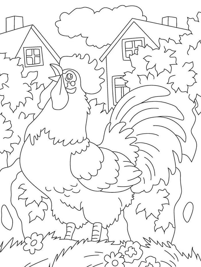 hình ảnh gà trống đuôi cong