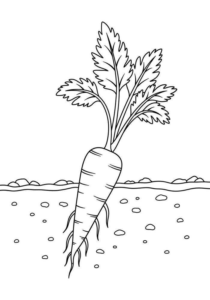 hình tranh cà rốt nét đơn giản