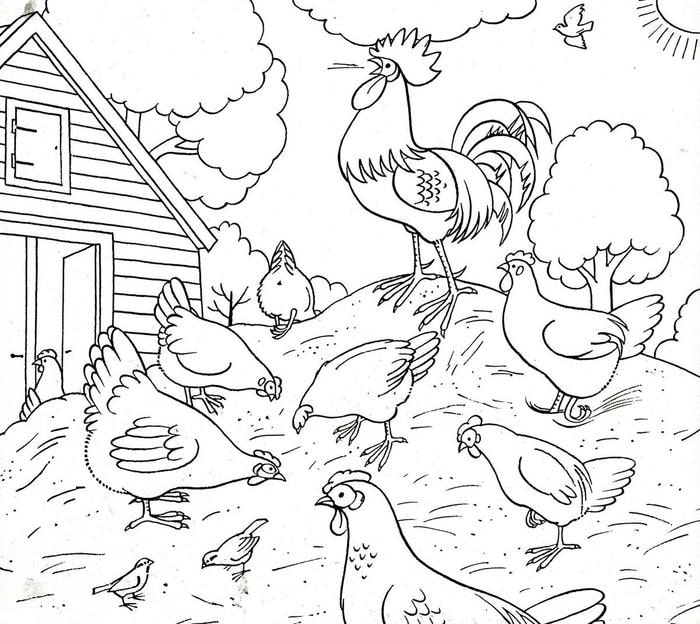 tô màu gà trống trong sân nhà