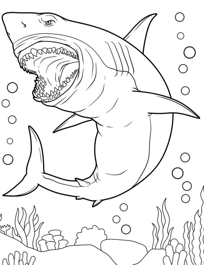 hình tranh cá mập biển xanh