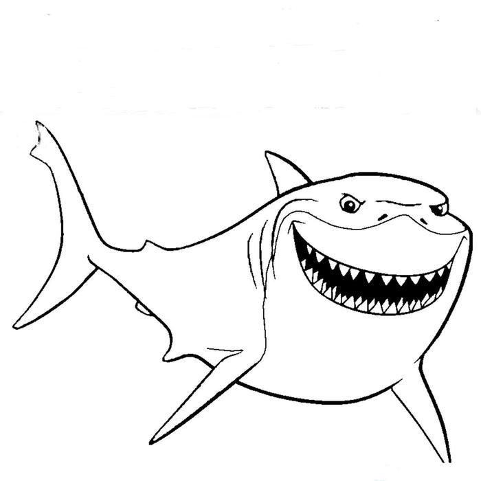 hình tranh cá mập nét rõ